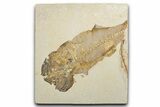 Uncommon Fish Fossil (Mioplosus) - Unusual Preservation #334032-1